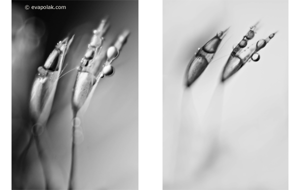 Abstrac image of water and dandelion
